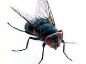 mosca Virgilio