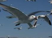 atrevieron libres