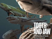 fosil ‘tiburón’ China mandíbulado antiguo