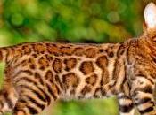 Gato Bengalí características cuidados