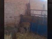 corderos