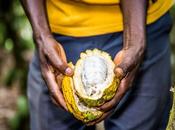 Oikocredit apuesta inclusión financiera para preservar futuro cacao