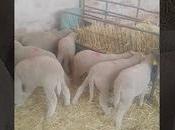 borregas