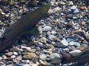Hibridaciones salmones truchas ríos cantábricos