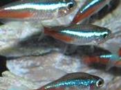 Paracheirodon Innesi