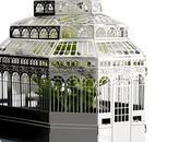 Regala plantas: Plantini