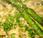 Cocina creativa vegana: Risotto setas