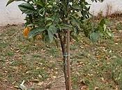 arbol frutos