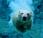 osos polares calentamiento global