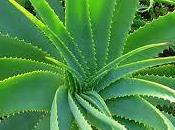 Aloe vera fitoterapia cosmética