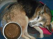 ¡URGENTISIMO! Viejito/a muriendose perrera Jerez.