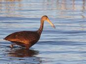 Censo Neotropical Aves Acuáticas (julio 2023)