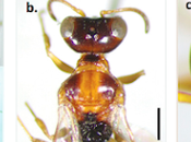 Tres nuevas especies avispas seda descubren Ecuador
