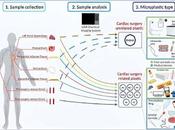 Encuentran Microplásticos Tejidos Humanos