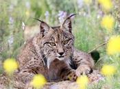 linces ibéricos mueren atropellados carreteras Toledo última semana, según Ecologistas