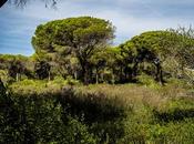 Acantilados barbate. sendero breñas