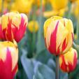 Tulipanes espectrales