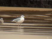 Gaviota argéntea Cuberris...