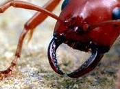 hormiga ataca otras colonias para esclavizarlas