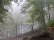 Último sueño otoño
