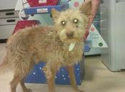 ABUELO AÑOS toda vida cazador. Tiene infección boca provocado herida cara. Ayuda