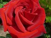 Rosas