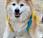 Muere perro viejo mundo Japón: Pusuke años meses