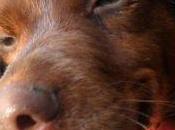 Gordi tiene algo contarte