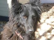 AMOR, preciosa pastora belga abandonada dueña, adopción. (Murcia)