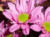 Gracias flores.