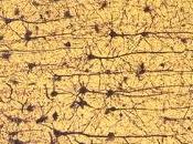 cultivo células cerebrales