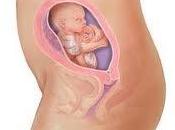 semana embarazo