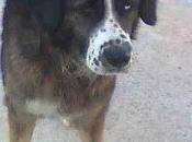 Perro abandonado junto perrera, dócil cariñoso, corre peligro lleven perrera.
