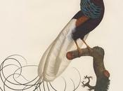 Aves Paraíso