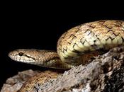 Culebra Lisa meridional Aragón (Coronella girondica) Southern smooth snake