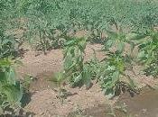 Tomates enfermedades