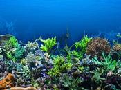 Arrecife Coral Italia