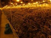 Encontradas 10.000 plantas marihuana Polonia