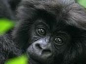 2009 internacional gorila: pena gloria