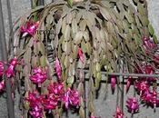 Cactus Pascua (Rhipsalidosis gaerteneri