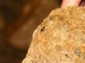 Aparece nueva especie insecto cueva Sierra Segura. única mundo