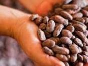 Cacao, Vitamina Para Cerebro