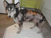 Vahva ¿como dejarla calle? aunque podamos pagar recuperacion‏.