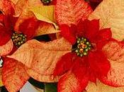 Flor Pascua, Euphorbia Pulcherrima