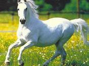 Caballo Pozo