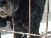 Tres viejitos galga sarna ¡los urgentes perrera Jerez!