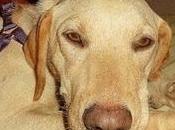 Urgente!!! fernando!!! perdido!!! tenia adoptante!!!