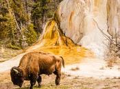Parque Nacional Yellowstone Estados Unidos América