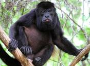 Monos aulladores