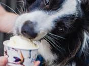 Esta heladería prepara helados para perros
